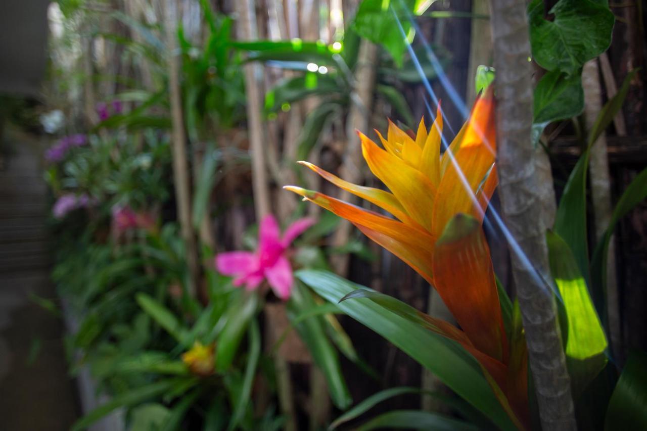 Anjali Casa Divina Hotel Sayulita Buitenkant foto