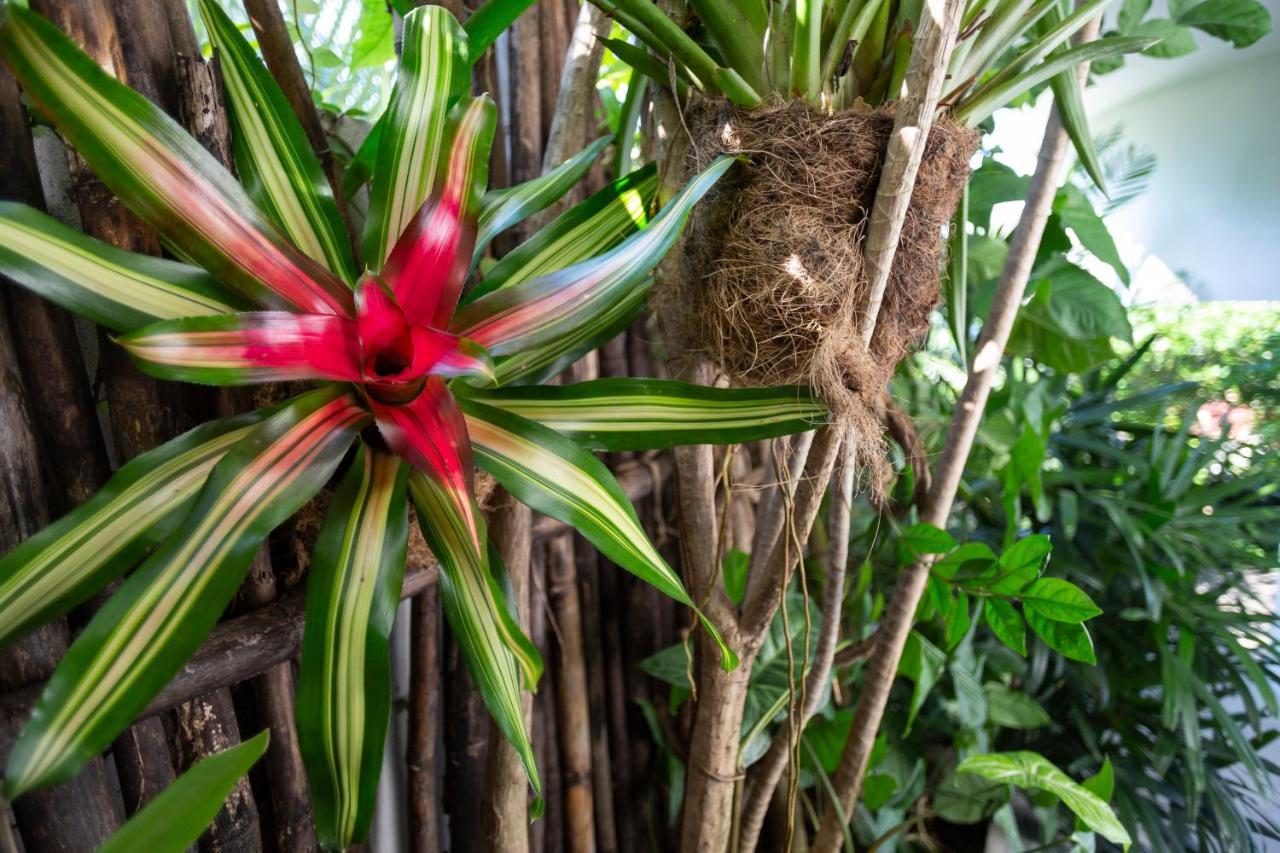 Anjali Casa Divina Hotel Sayulita Buitenkant foto